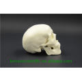 PNT-0150 3 parts classic human skull model